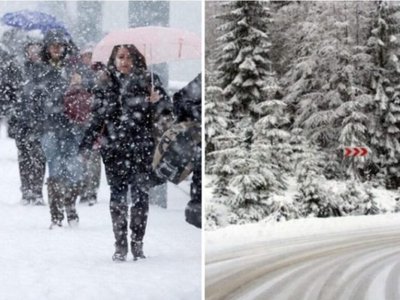 Cod Galben de ger pentru …