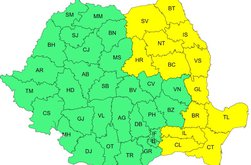 CODUL GALBEN de ger pentru …