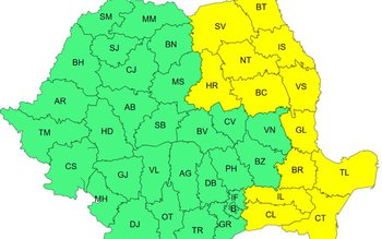 CODUL GALBEN de ger pentru …