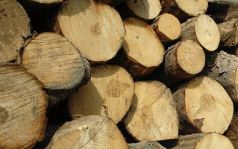 Sancțiune de 6.000 de lei și material lemnos confiscat