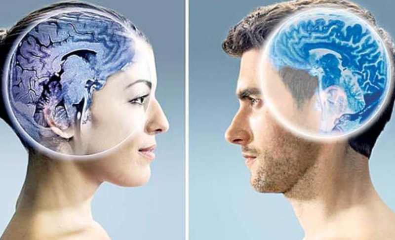 Care este diferența majoră între creierul bărbaților și cel al femeilor