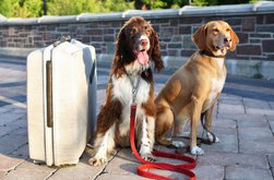 UE introduce din 22 aprilie …