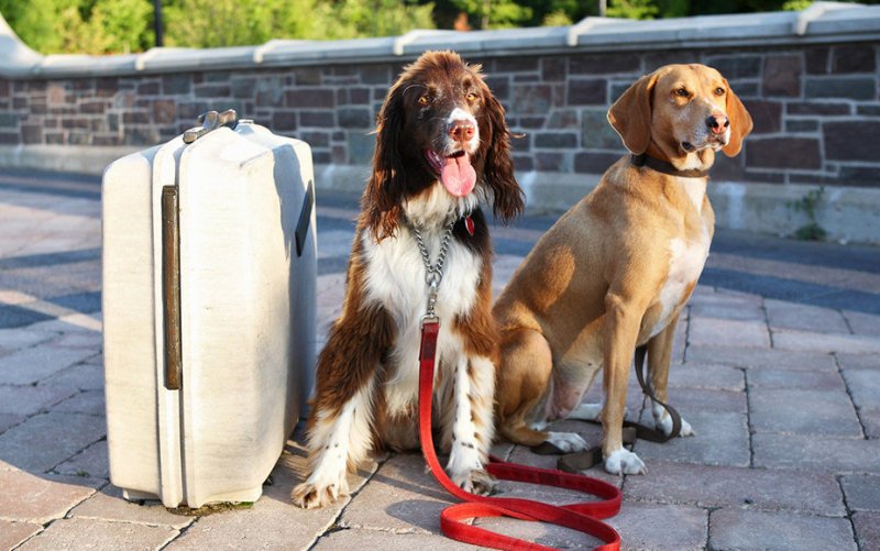 UE introduce din 22 aprilie 2026 reguli unice și controale mai stricte pentru călătoriile cu câini și pisici