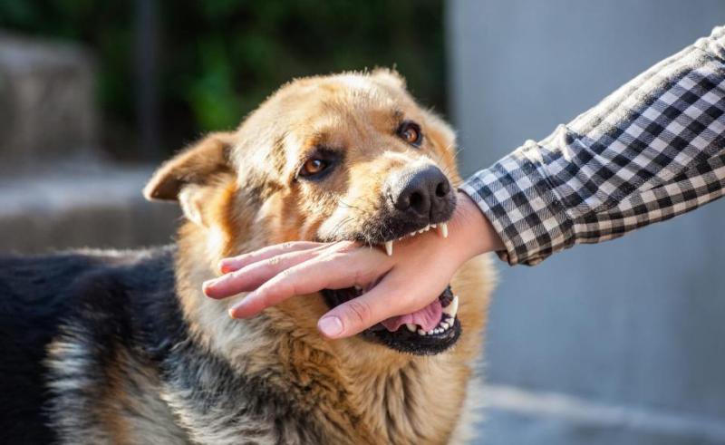 Cum trebuie să procedezi atunci când te mușcă un animal
