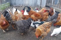 Câte animale poate avea un …