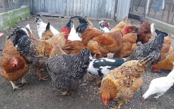 Câte animale poate avea un …