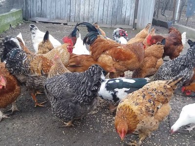 Câte animale poate avea un …