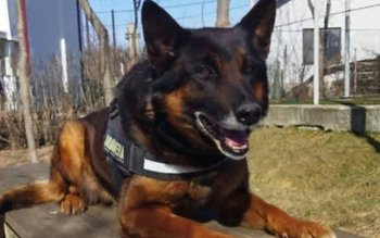 Pih, o viață în slujba …