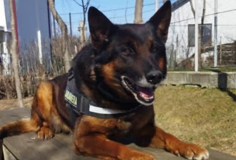 Pih, o viață în slujba legii