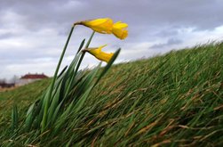 Temperaturi ridicate și cod galben …