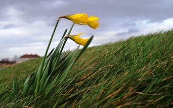 Temperaturi ridicate și cod galben …