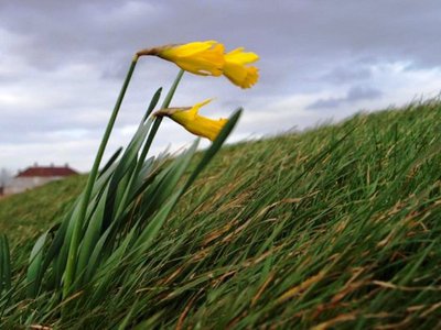 Temperaturi ridicate și cod galben …