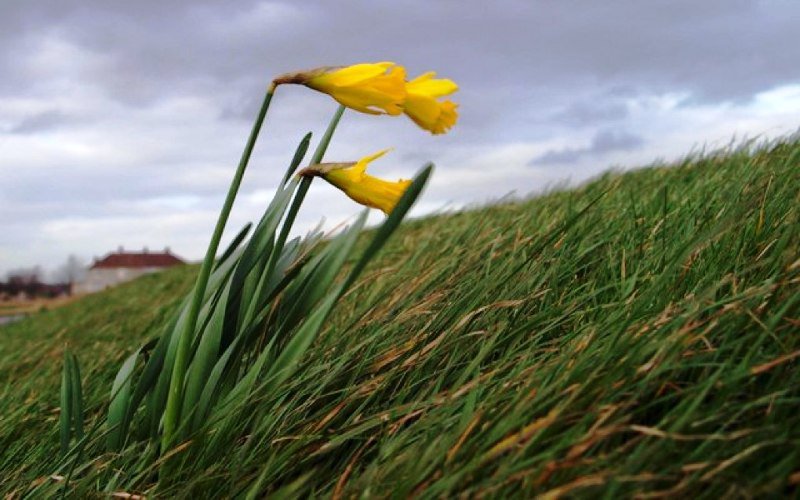 Temperaturi ridicate și cod galben de vânt. Zona în care rafalele vor atinge 80 km/h