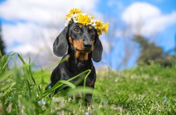 Cum va fi vremea de …