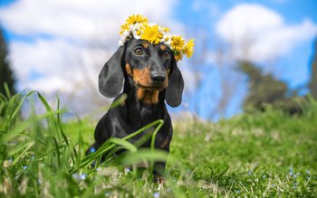 Cum va fi vremea de …