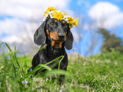 Cum va fi vremea de …