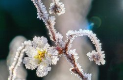 Se întorc ninsorile! Vreme rea …