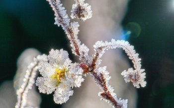 Se întorc ninsorile! Vreme rea …