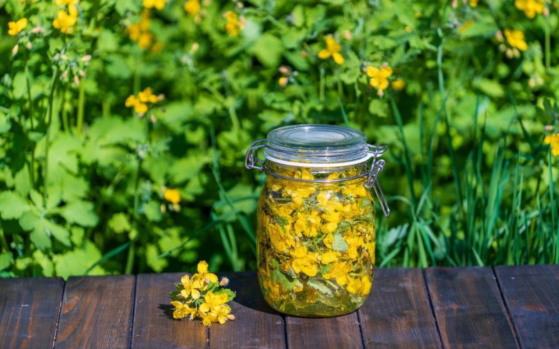 Beneficiile ceaiului de rostopască pentru sănătate: Un remediu natural puternic