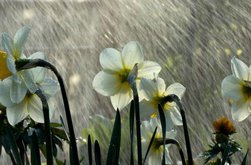 Val de ploi de Florii …