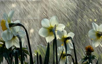 Val de ploi de Florii …