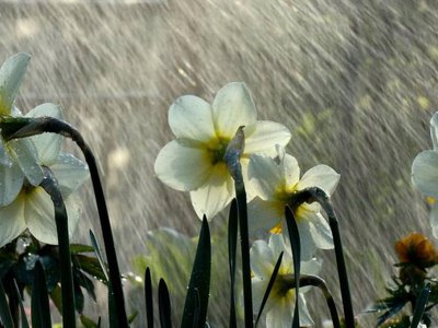 Val de ploi de Florii …