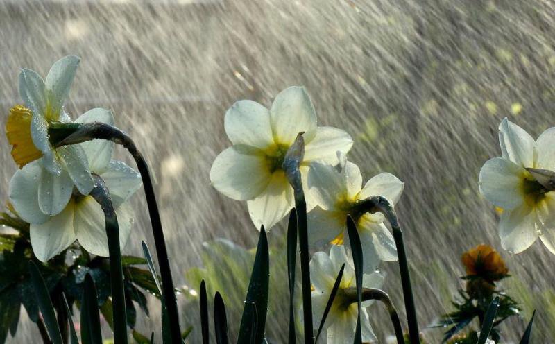 Val de ploi de Florii și de Paște. Prognoza meteo pentru luna aprilie