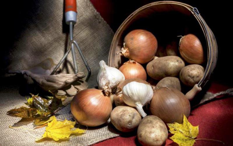 De ce nu ar trebui să ții cartofii împreună cu ceapa. Greșeala care le strică gustul și scurtează durata de viață