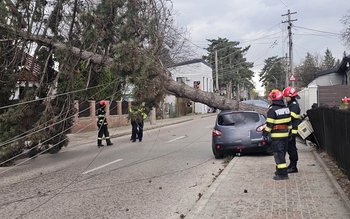 Vântul a doborât un copac …