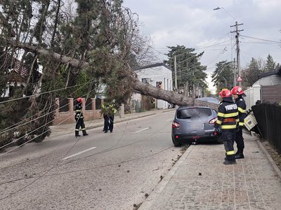 Vântul a doborât un copac …