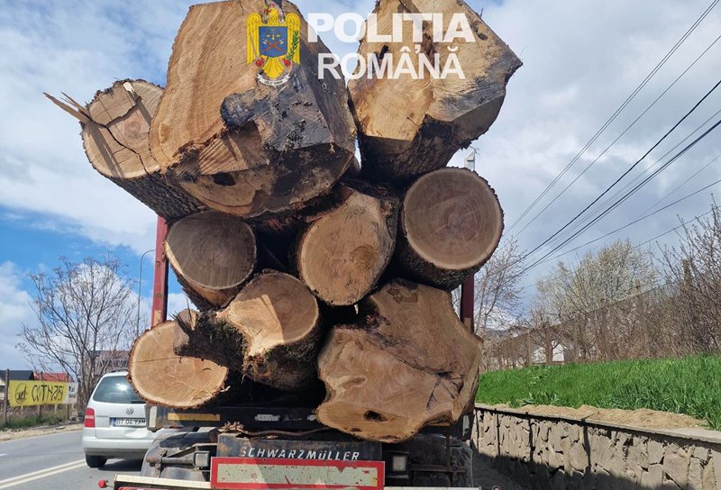 Peste 30 de metri cubi de material lemnos și o autoutilitară confiscate de polițiștii Secției nr. 1
