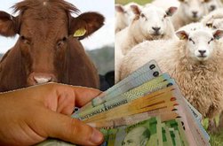 Subvenții APIA: Crescătorii de animale …