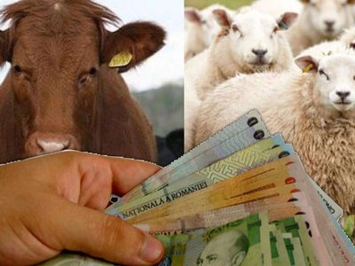 Subvenții APIA: Crescătorii de animale …