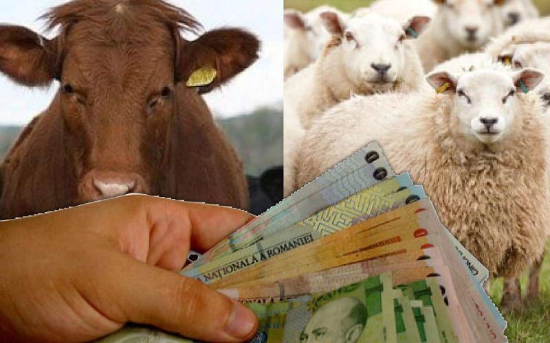 Subvenții APIA: Crescătorii de animale nu primesc banii fără această adeverință care costă și 600 de lei