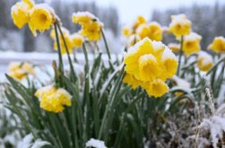 Conflict între primăvară și iarnă, …