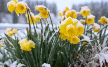 Conflict între primăvară și iarnă, …