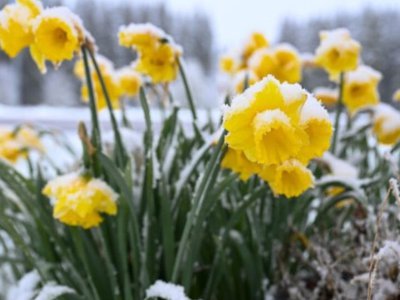 Conflict între primăvară și iarnă, …