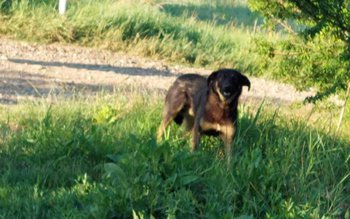 Dosar penal și amendă de …