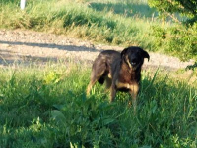 Dosar penal și amendă de …