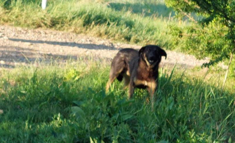 Dosar penal și amendă de 3.000 de lei pentru un bărbat al cărui câine a mușcat o minoră