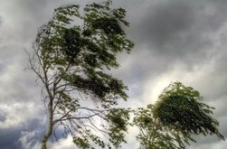 Cod Galben de vânt puternic, …