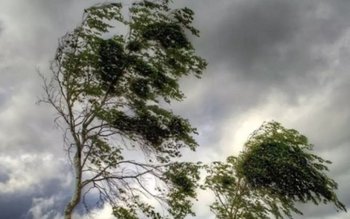 Cod Galben de vânt puternic, …