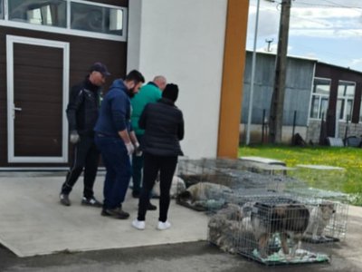 Peste 200 de animale sterilizate …