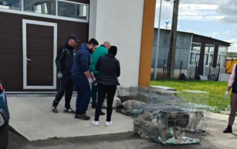 Peste 200 de animale sterilizate în două zile la Flămânzi – un model care funcționează - FOTO