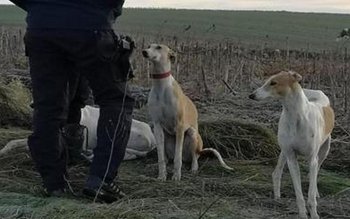 Braconajul în atenția polițiștilor. Controale …