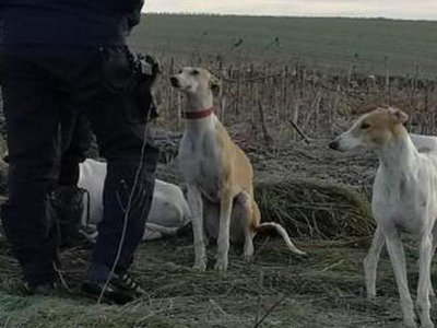 Braconajul în atenția polițiștilor. Controale …