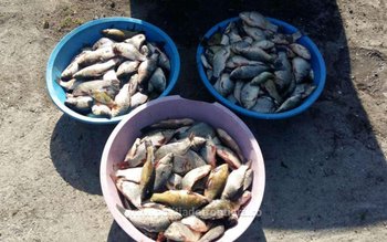 Peste 160 kg de pește …