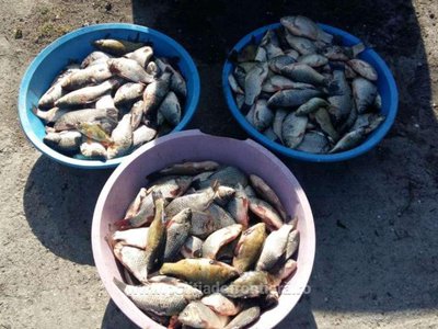 Peste 160 kg de pește …