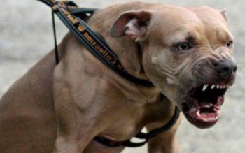 Dosar penal pentru proprietarul unui …