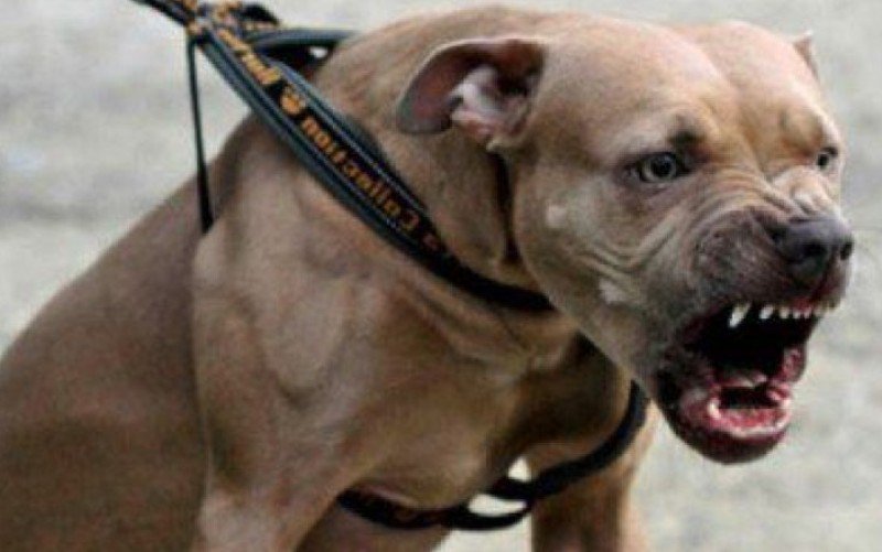 Dosar penal pentru proprietarul unui câine care a mușcat o minoră din Dorohoi